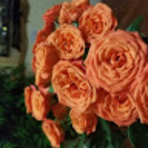 Meet your Posher, Sue-ann